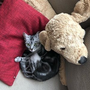 Meet your Posher, So yoon